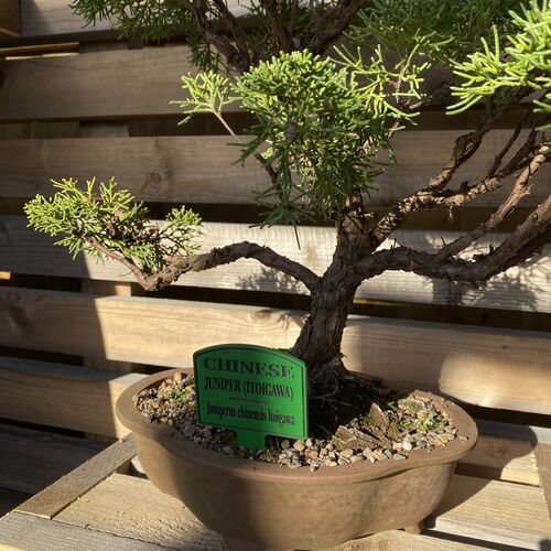 Bonsai Tree Tags / Labels Set of 5