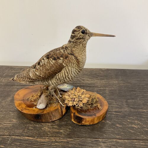 Victorian Era Woodcock Taxidermy.