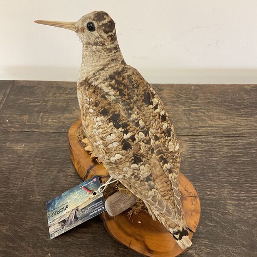 Victorian Era Woodcock Taxidermy.