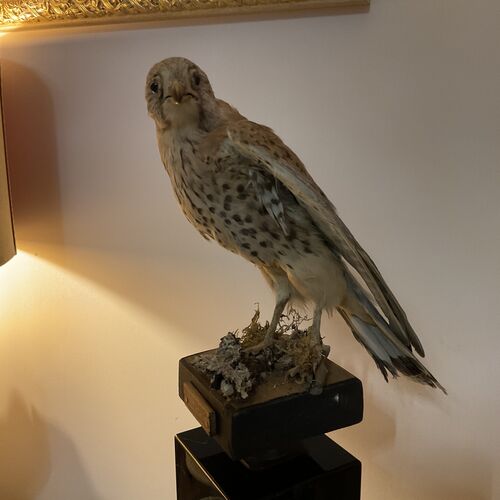 Victorian Era Sparrow Hawk Taxidermy