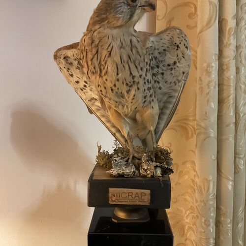 Victorian Era Sparrow Hawk Taxidermy