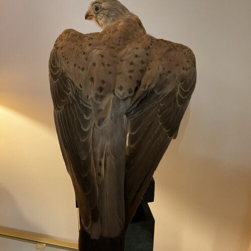 Victorian Era Sparrow Hawk Taxidermy