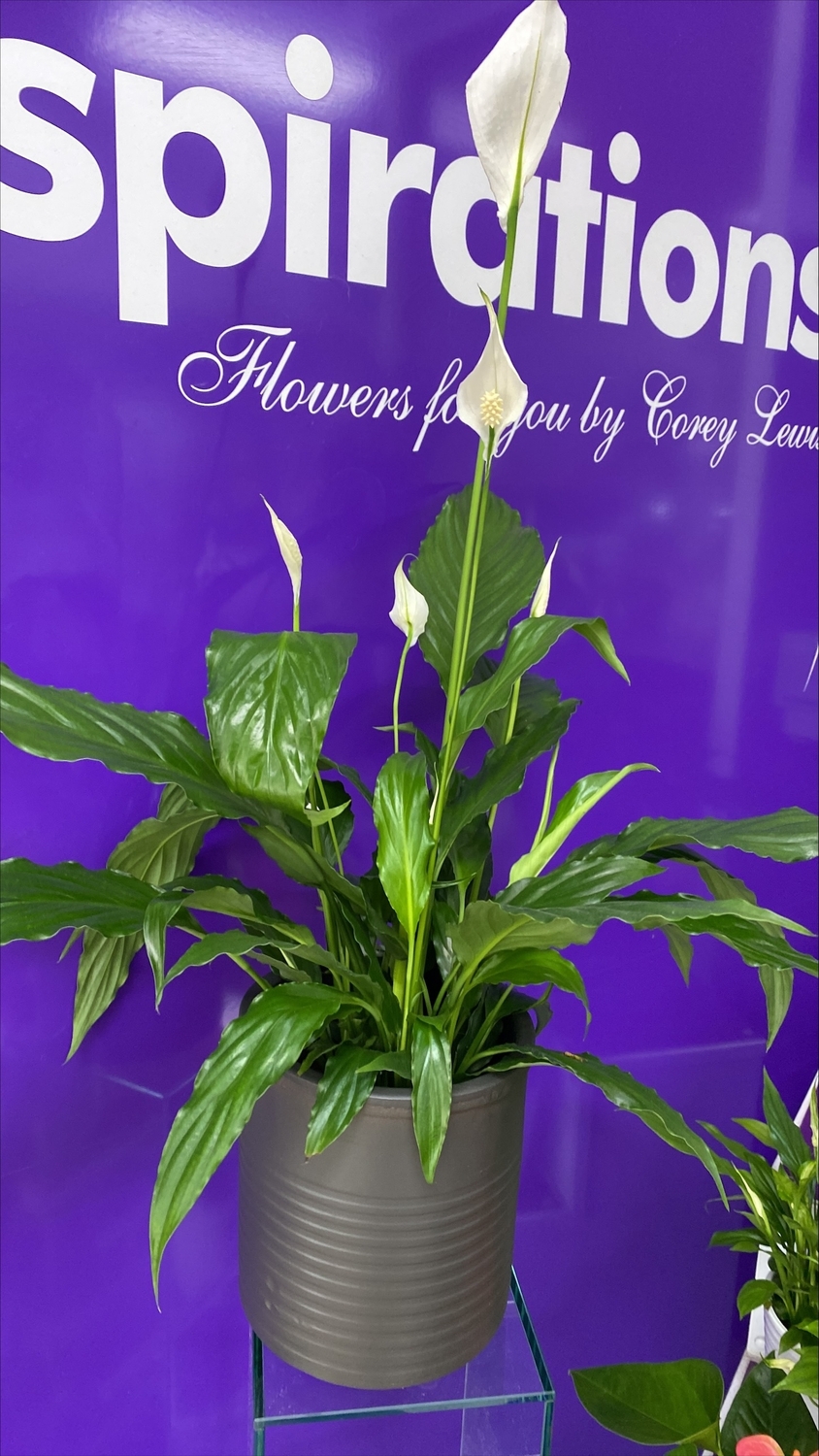 Spathiphyllum Large In Pot Inspirations Florist Huddersfield