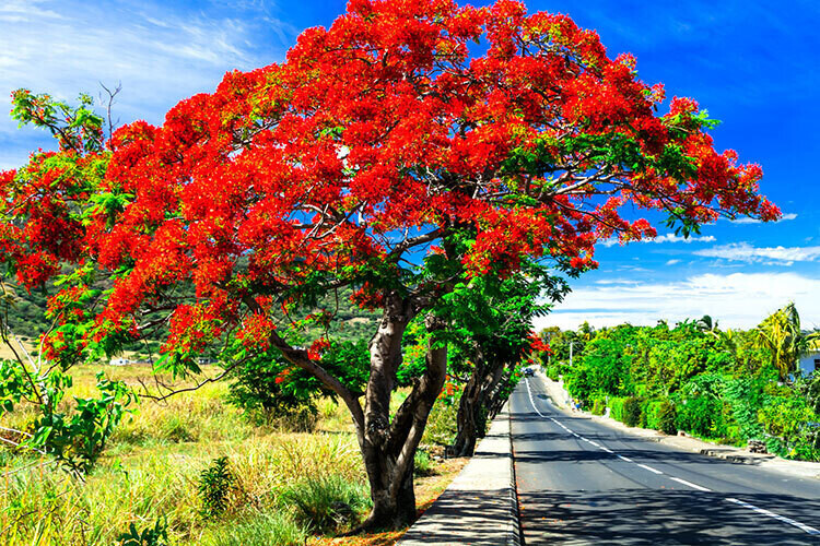 Mauritius