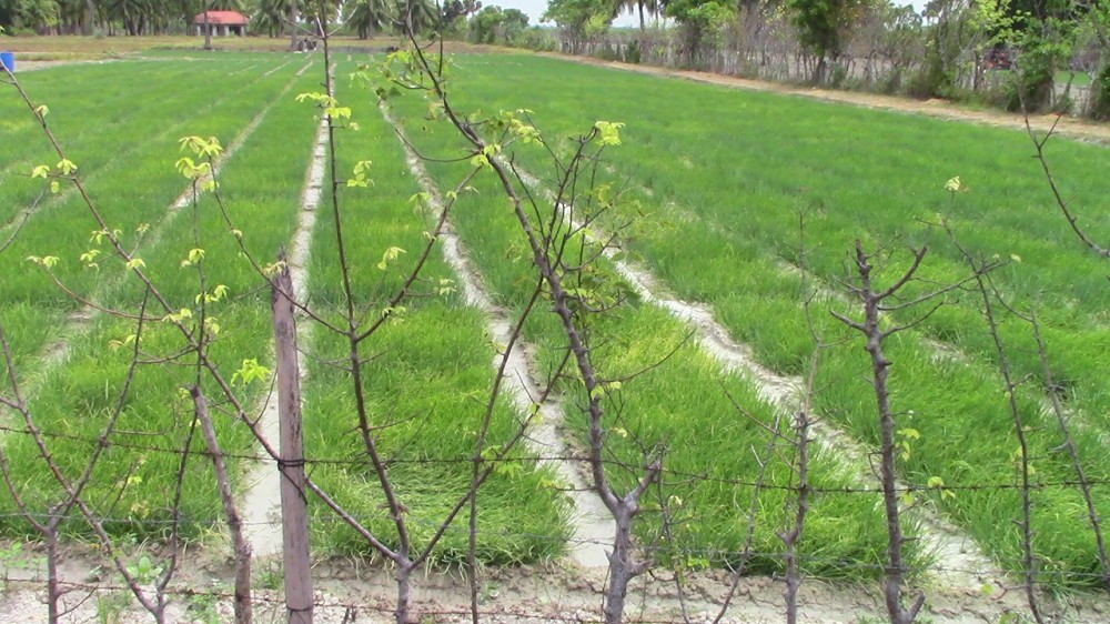 பல நூறு ஏக்கரில் வெங்காயப் செய்கை