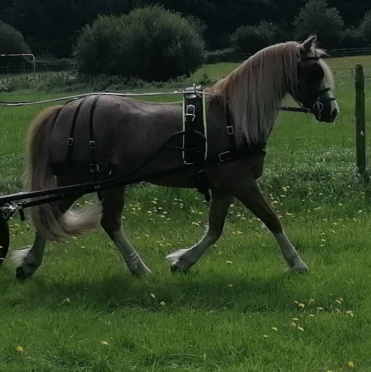 Tedex Harness Sets New Take The Reins Zilco Harness & accessories