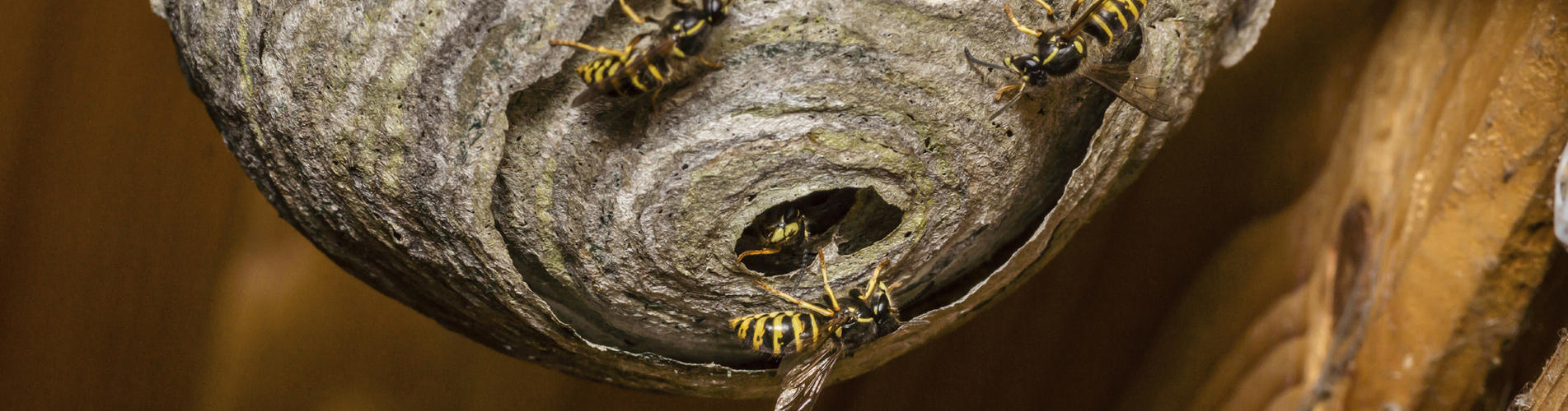 Wasp-nest
