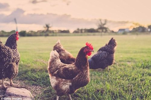 Poultry