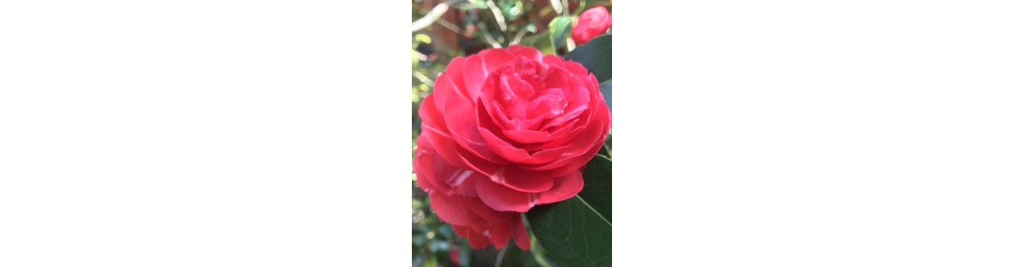 Energy Healer London , Energy Healer UK, Energy Healer Worldwide