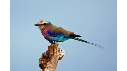 Lilac-breasted Roller