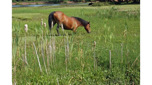 Pony at Hatchetts Pond