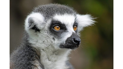 Ring-tailed Lemur2