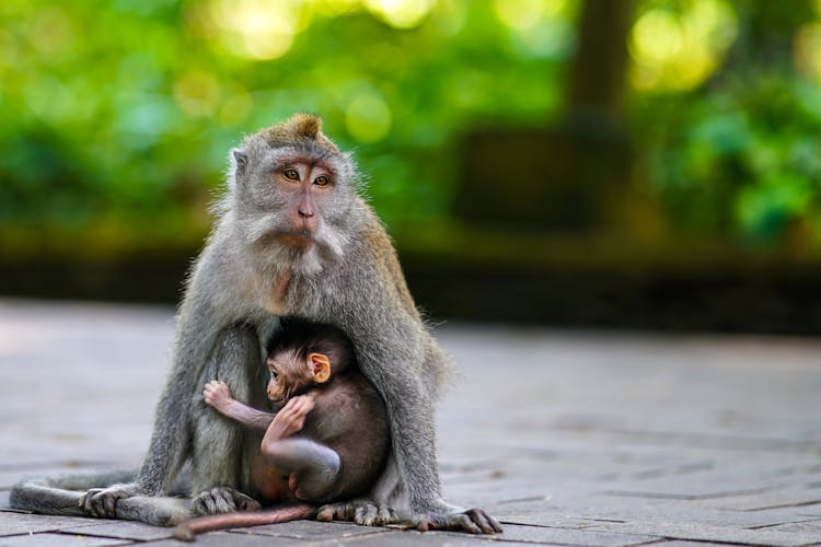 Excursión de día completo por los alrededores de Ubud