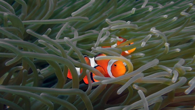 Buceo en Bali, en Tulamben o Amed, con dos inmersiones