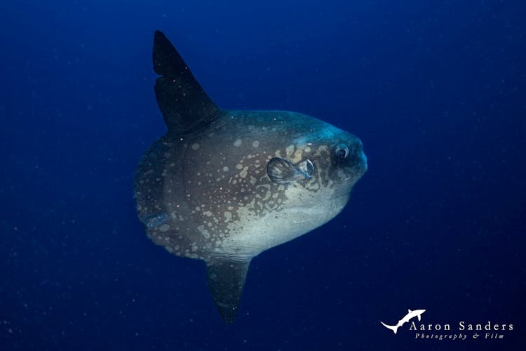 Excursión de buceo a Penida o Manta Point con tres inmersiones