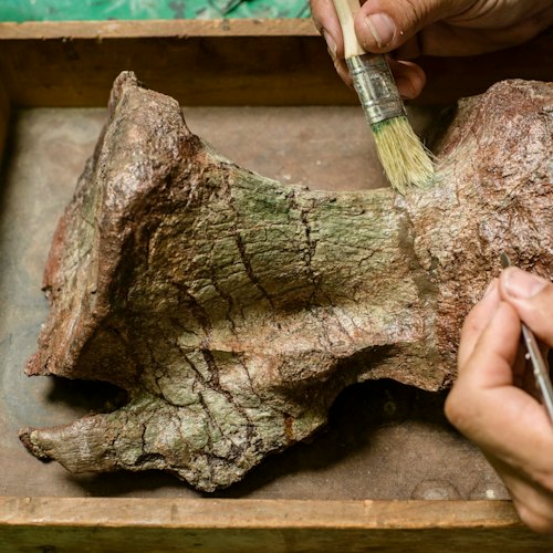 Museo de Historia Natural del Condado de Los Ángeles: Visita guiada con un experto local