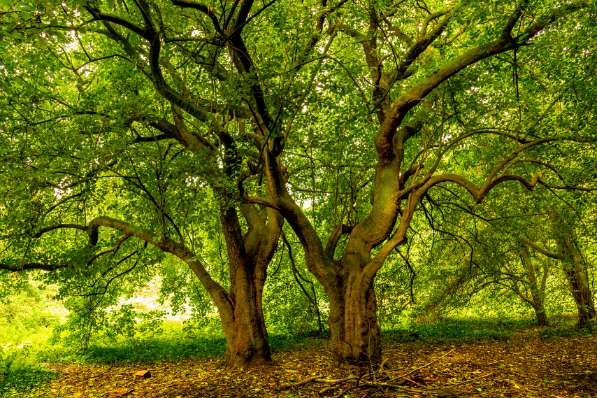 Walking woods