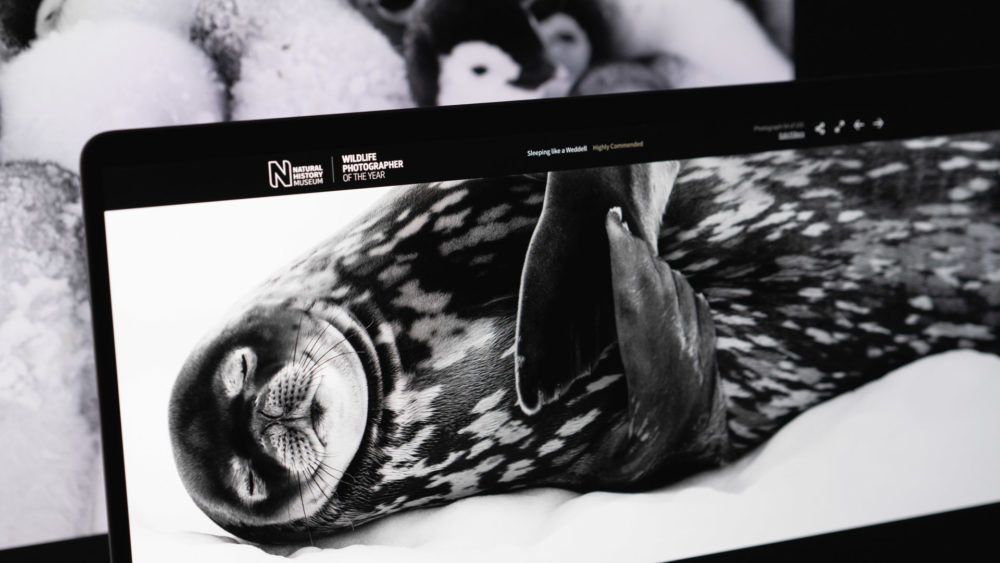 A black and white photograph of a seal on display at an exhibition.