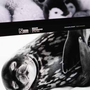 A black and white photograph of a seal on display at an exhibition.