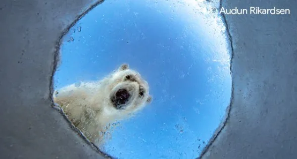 A polar bear's head framed by a round hole in ice, viewed from beneath the surface of the water.
