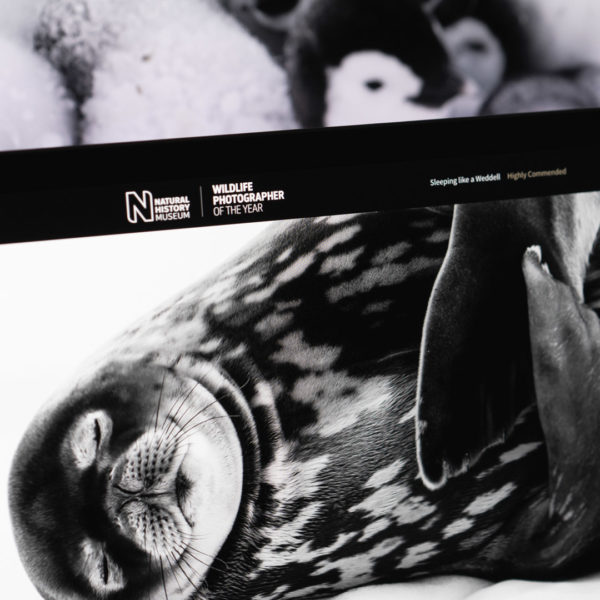 Wpy case study thumbnail
