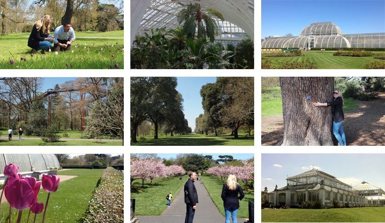 A montage of pictures of the grounds of Kew Gardens on a sunny day.