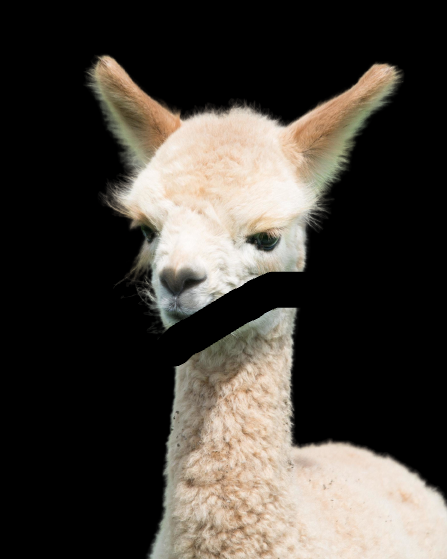 Avatar for Johnny B Good