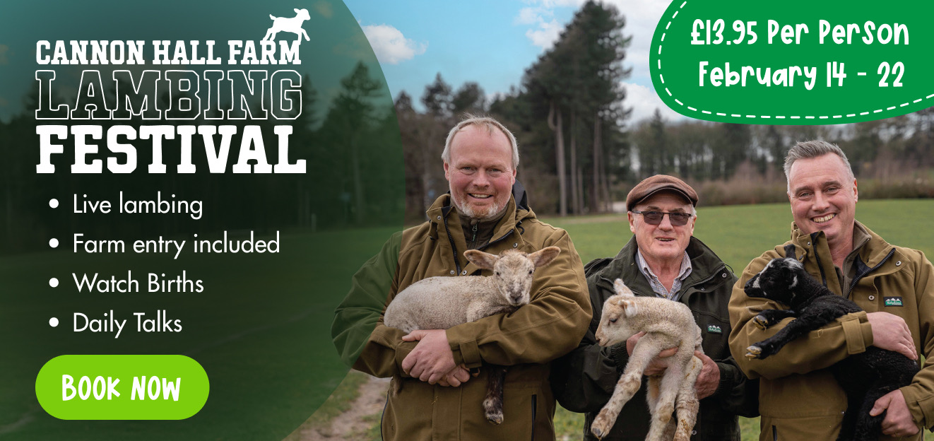 Feb Lambs Banner.jpeg