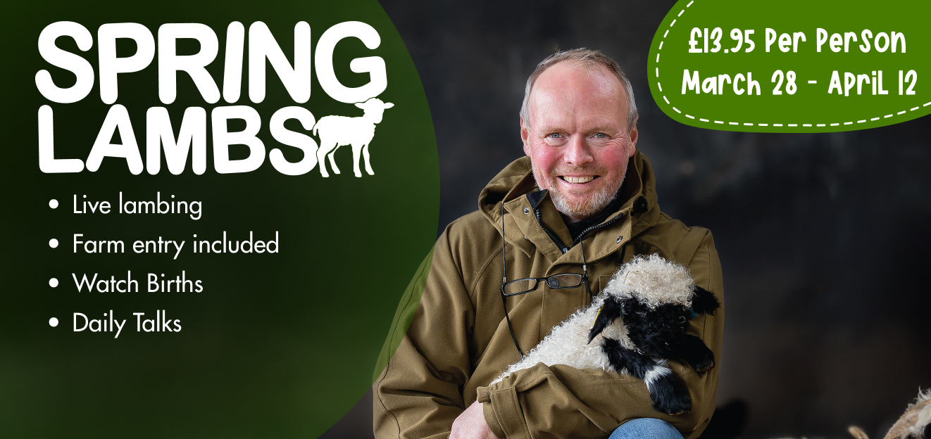 Spring Lambs Banner2.jpg