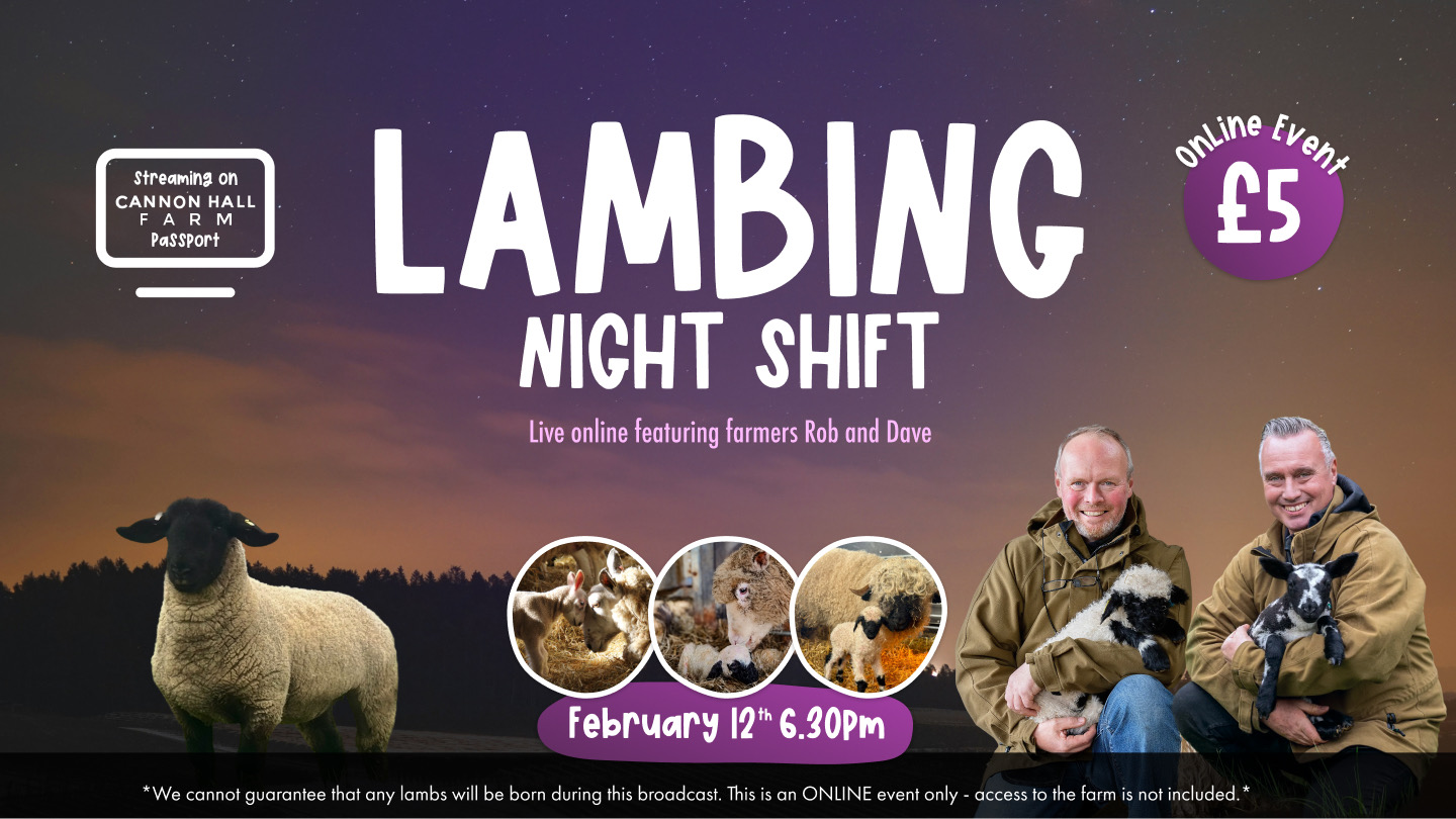 nightlambs.jpeg