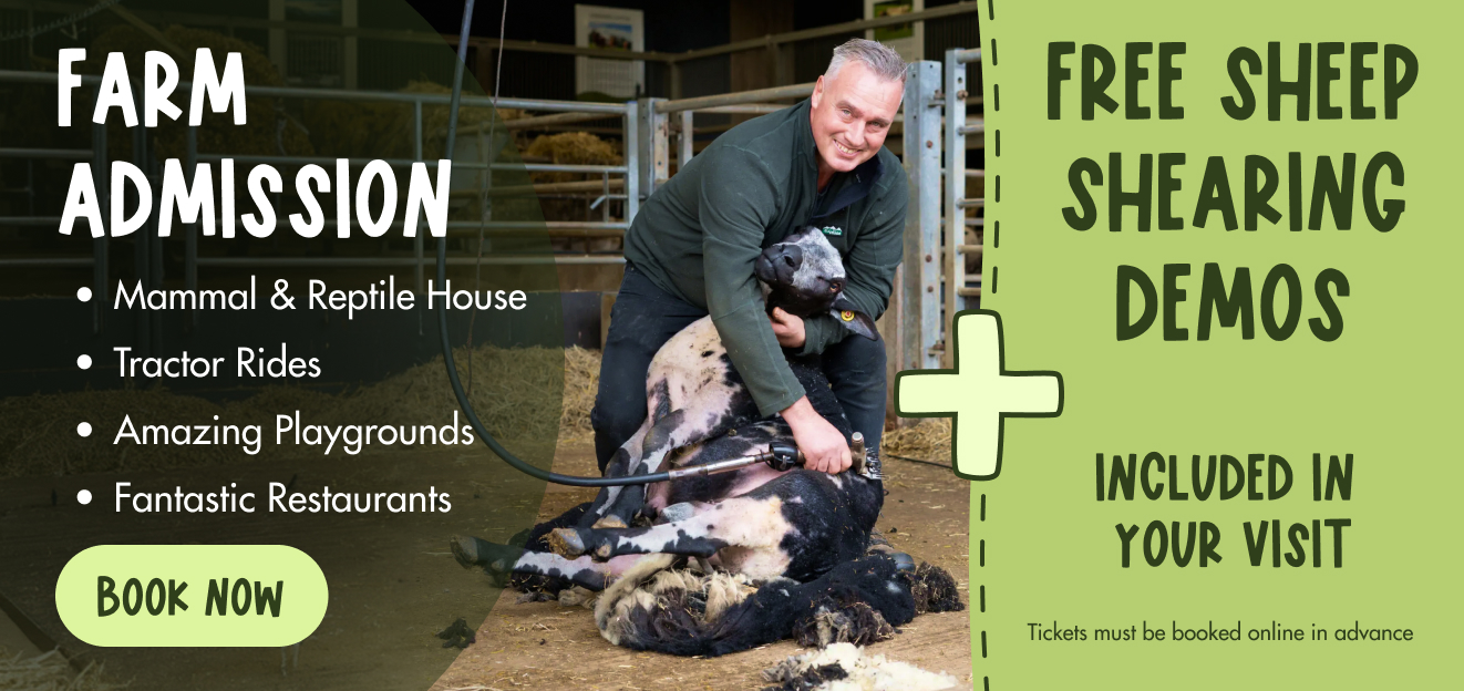 Sheep Shearing banner.jpg