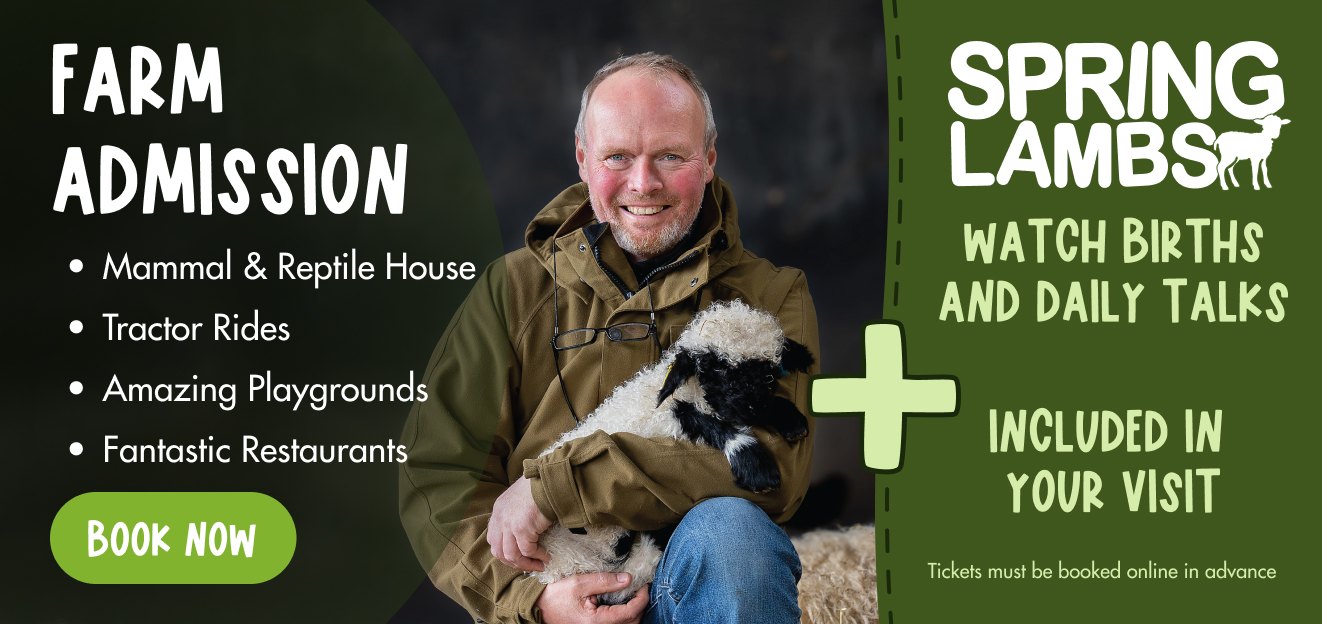 Spring lambs banner.jpg