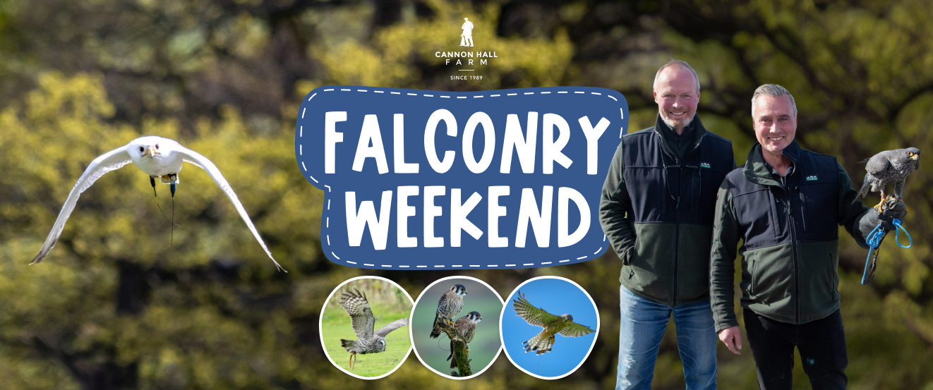 Falconry banner.jpg