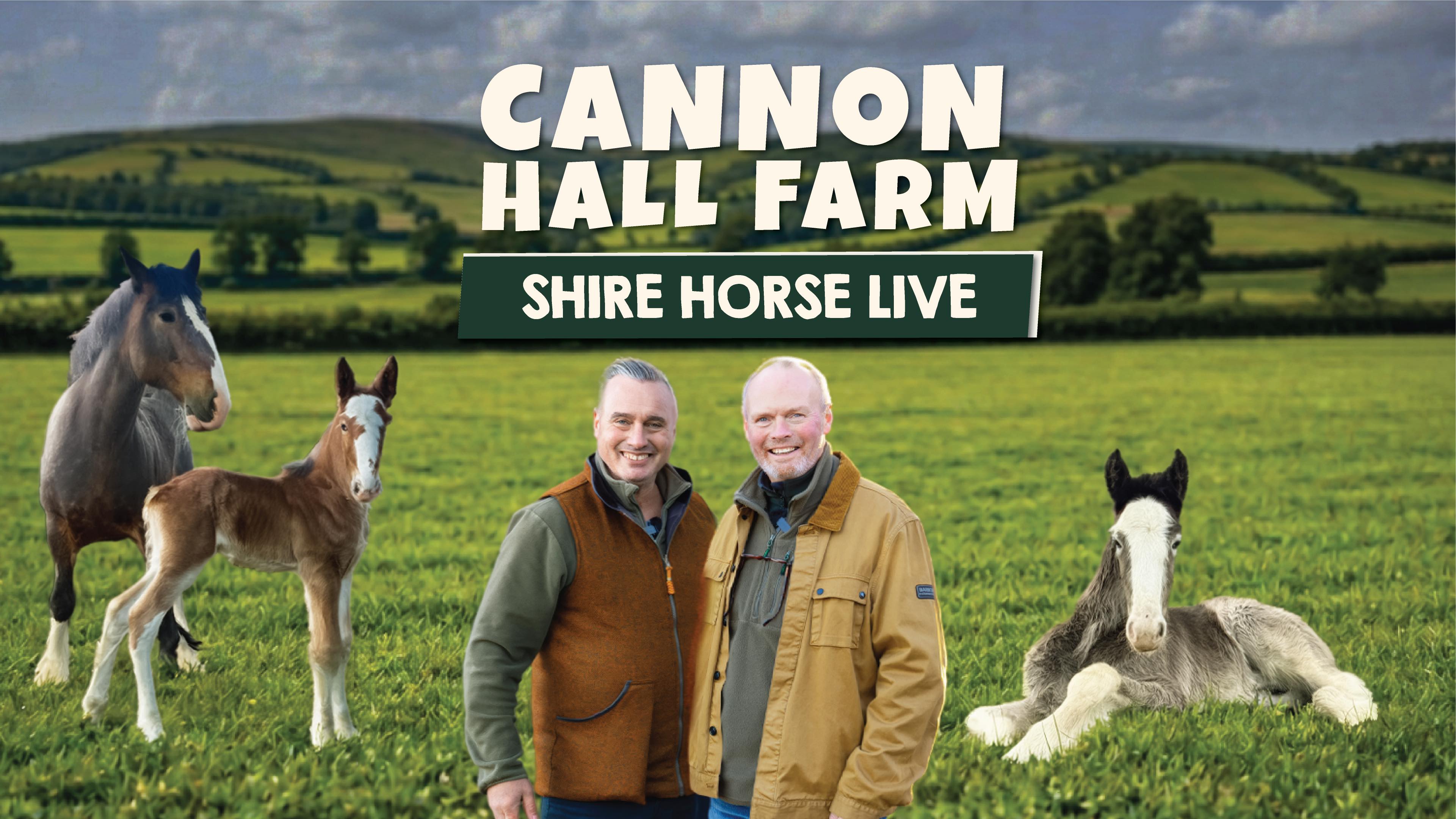 Shire Horse Live 4k.jpg