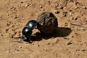 The Flightless Dung Beetle (Circellium Bachuss) at Addo Elephant National Park, South Africa. Image Credit: Kay-africa