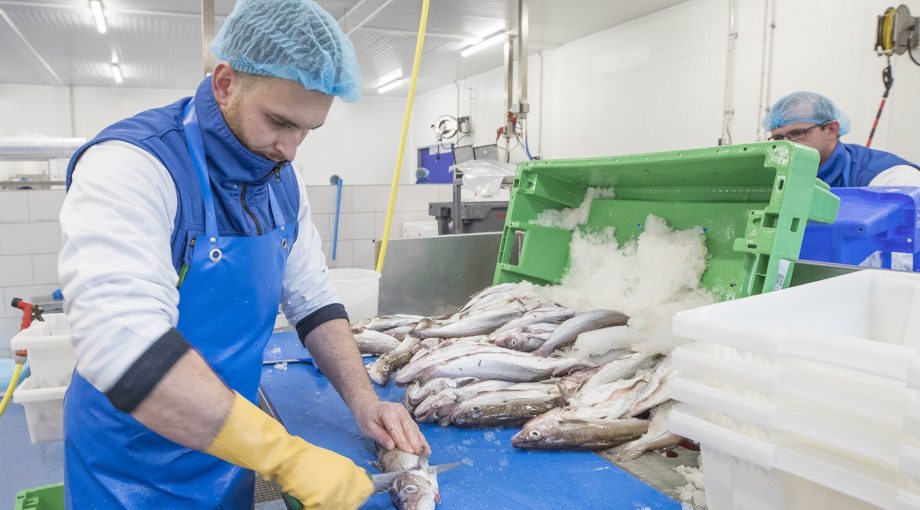 Bedrijvigheid bedrijven Yerseke visindustrie 1