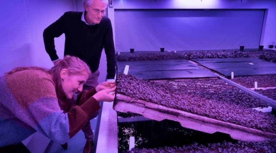 Directeur Michiel Peters en projectleider Lieve Hurkens controleren de wortelgroei in een van de klimaatkamers van Plant Lab copyright Marc Bolsius