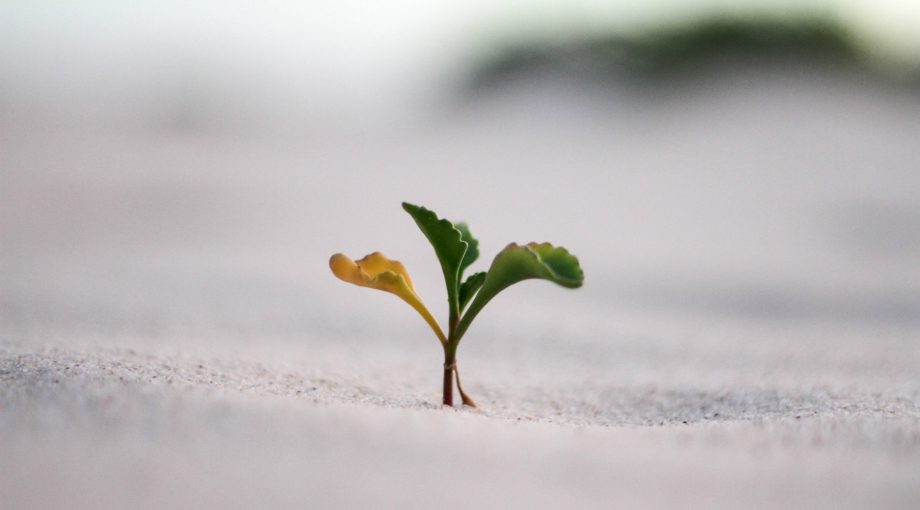 Gerhard te Velde Growth Jeremy Bishop Unsplash