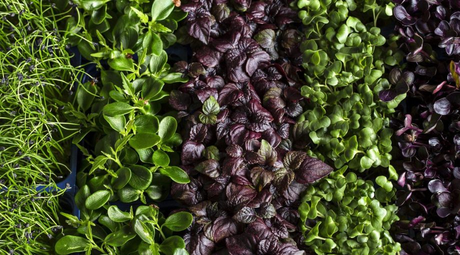 KOPPERT CRESS 47 sakura mix