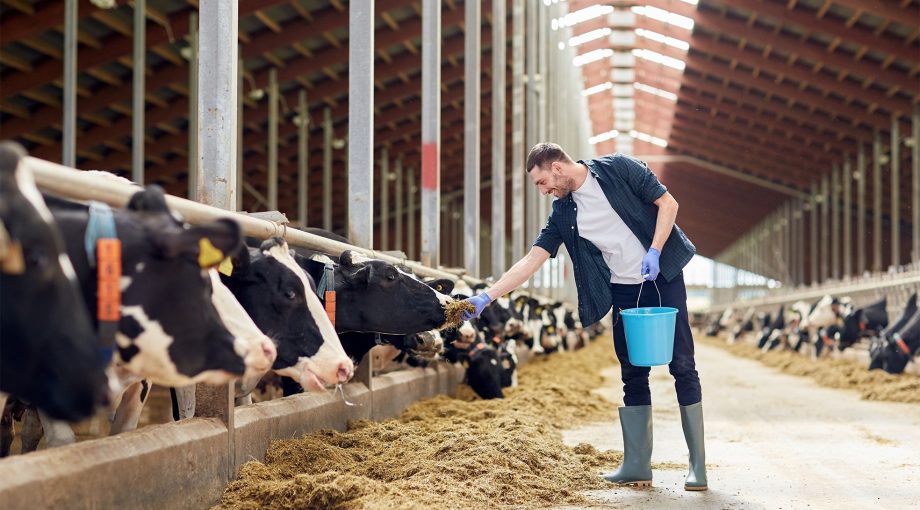 Boeren vlees export cda stikstof