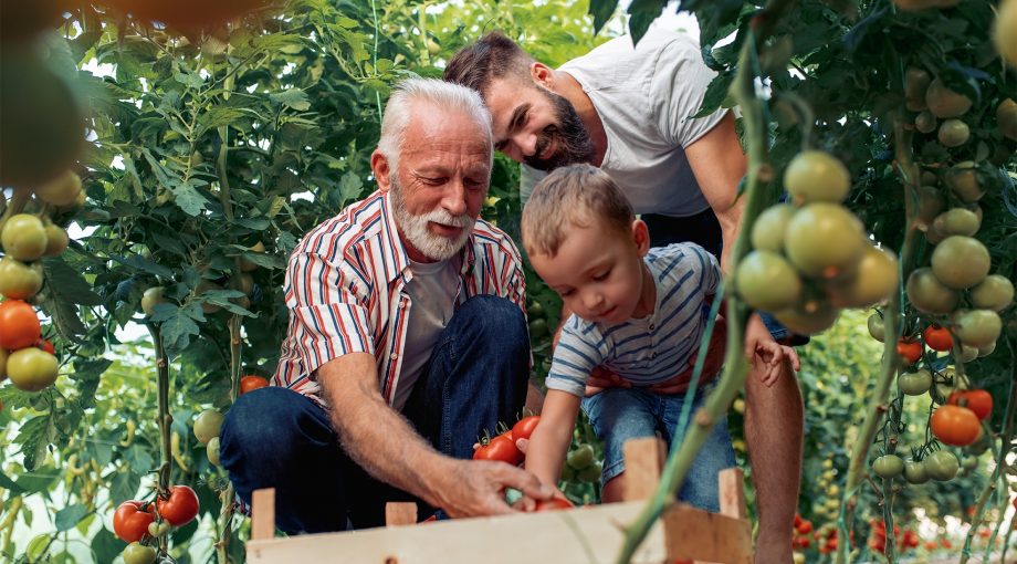 Familiebedrijf tomaten kas belasting