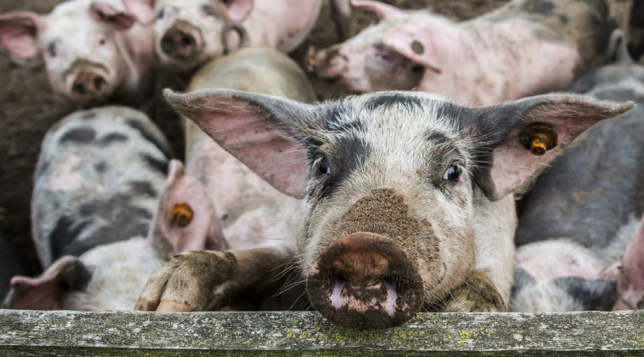 Grootste landbouw export varkens stikstof kringloop