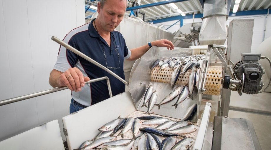 Hollandse nieuwe haring visvangst brexit