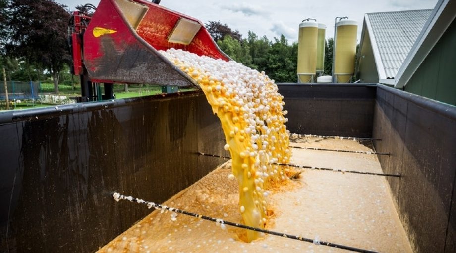 Pluimvee sector ondernemers kippen fipronil