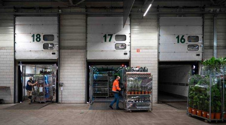 Royal lemkes planten export brexit