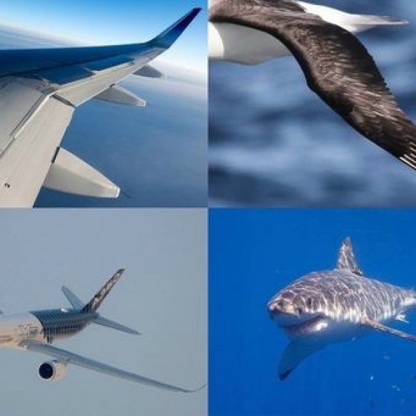 Biomimicry 2