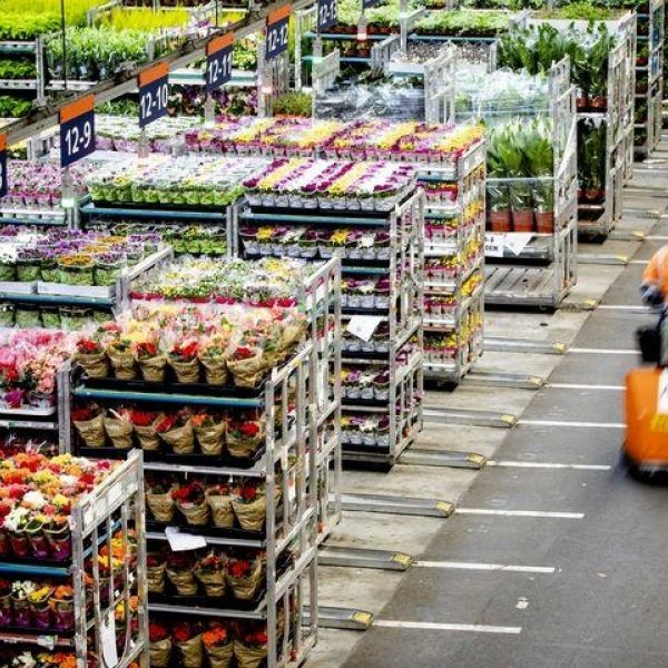 Bloemen export ondernemer