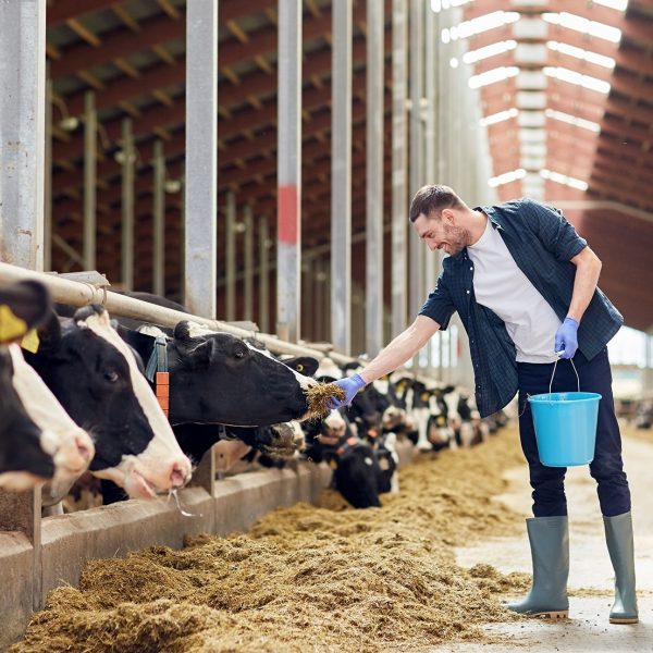 Boeren vlees export cda stikstof