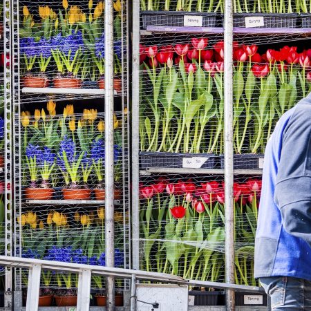Brexit podcast Lennardvan Otterloo export bloemen