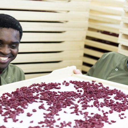 Sean Trays Veggiehap